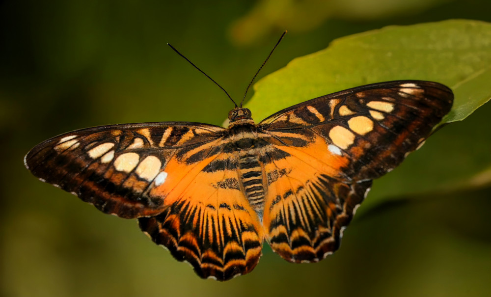 Parthenos sylvia