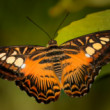Parthenos sylvia