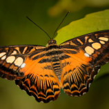 Parthenos sylvia