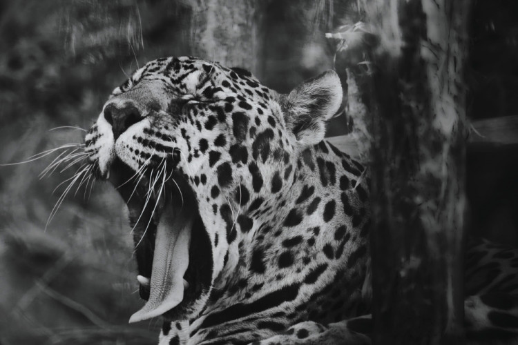 leopard II