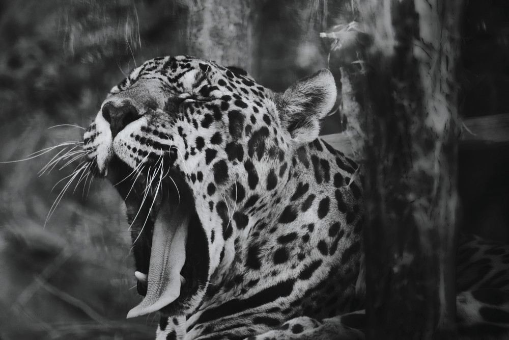 leopard II