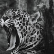 leopard II