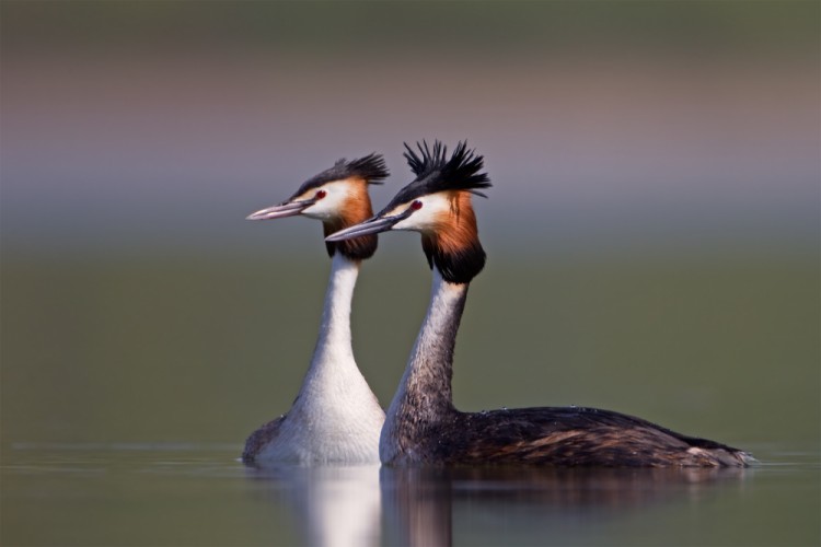 Podiceps cristatus (potápka chochlatá)