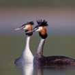 Podiceps cristatus (potápka chochlatá)