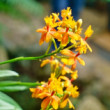 orchidea