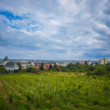 Nad vinohradmi