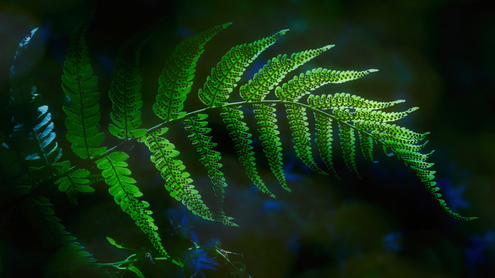 Fern