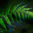 Fern