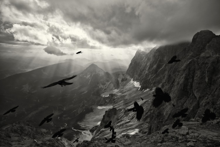 populácia vtákov v alpách