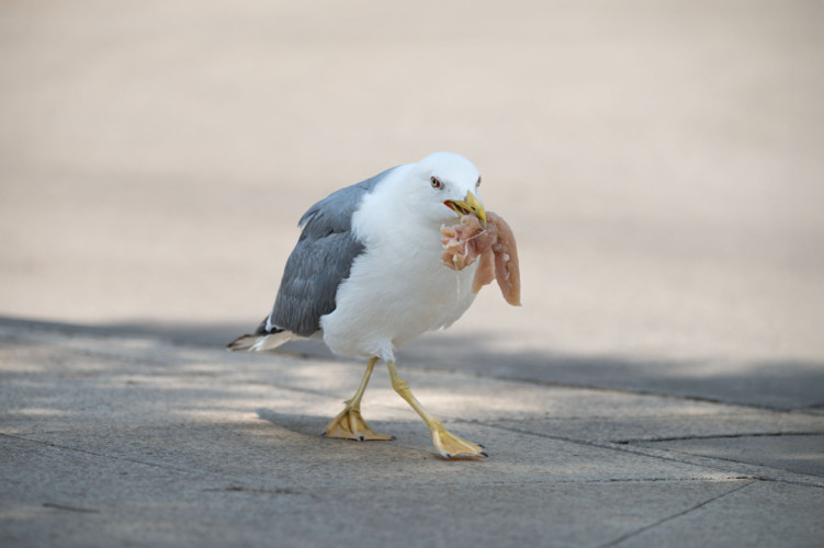 Larus michahellis