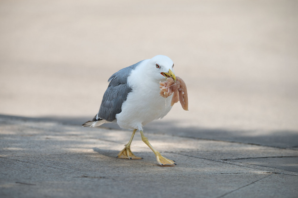 Larus michahellis