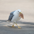 Larus michahellis