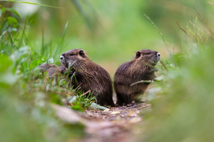 nutria riečna (Myocastor coypus) - mláďatá