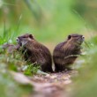 nutria riečna (Myocastor coypus) - mláďatá