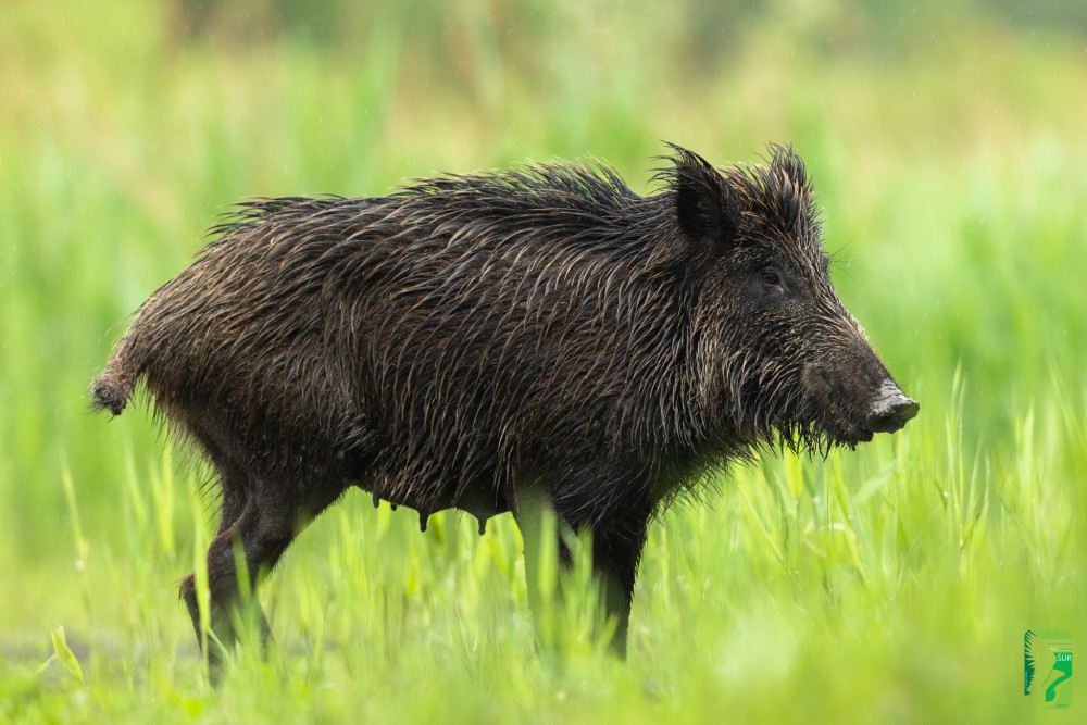 diviak lesný, The wild boar (Sus scrofa)