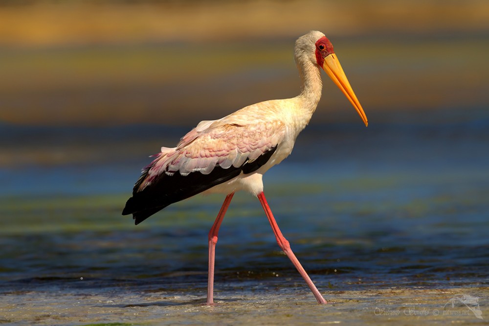 Nesyt africký (Mycteria ibis)