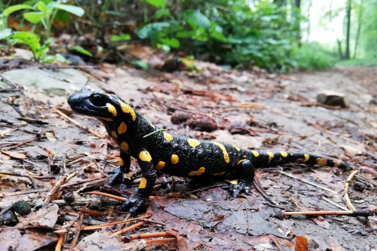 Salamandra