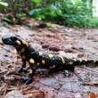 Salamandra