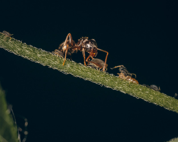 Vecera