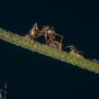 Vecera
