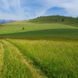 Odtiene zelenej