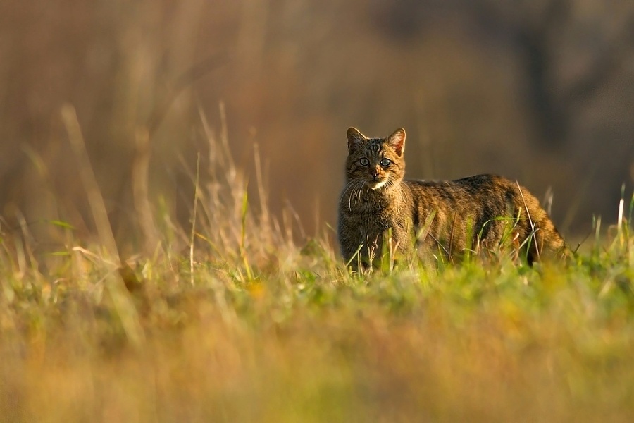 Felis silvestris (mačka divá)