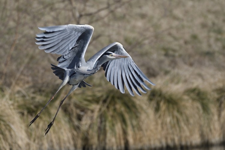 Ardea cinerea