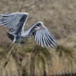 Ardea cinerea