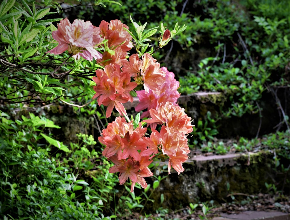 U starých schodů - rododendron