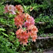 U starých schodů - rododendron
