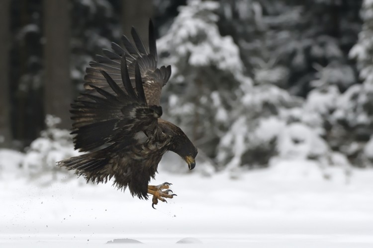 Haliaeetus albicilla