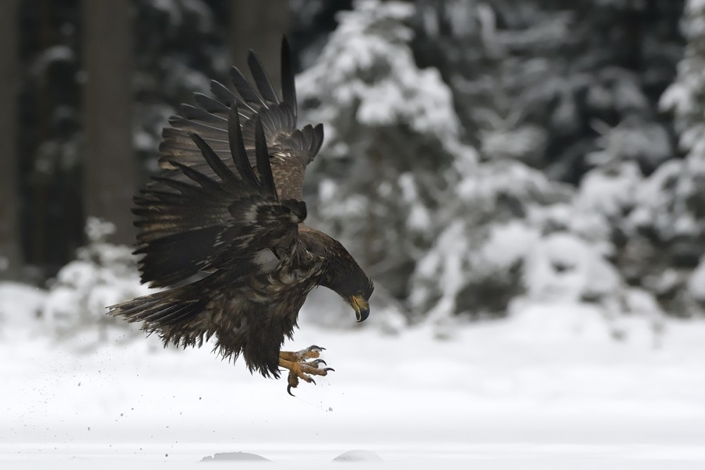 Haliaeetus albicilla