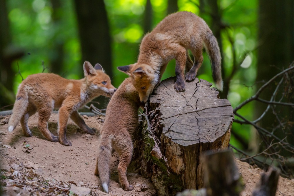 Líška hrdzavá (Vulpes vulpes)