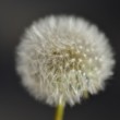 Macrominimalizmus