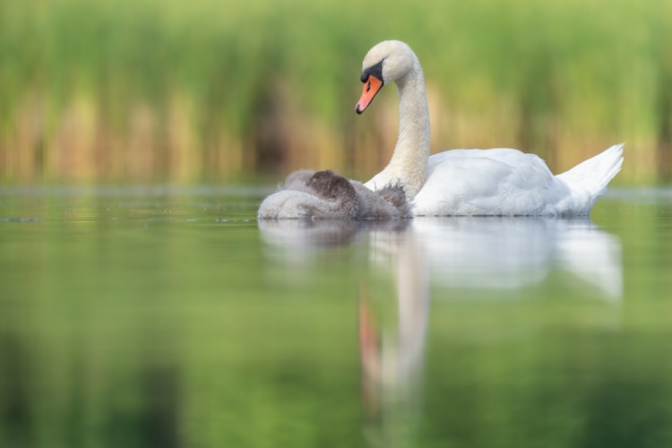 labuť veľká, The mute swan (Cygnus olor)
