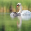 labuť veľká, The mute swan (Cygnus olor)