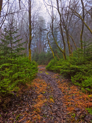 Strážovsky amazonský prales