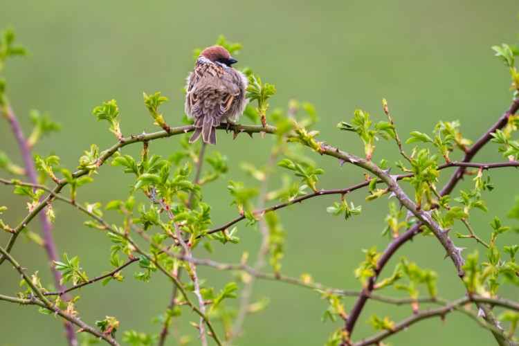 vrabec poľný, The Eurasian tree sparrow (Passer montanus