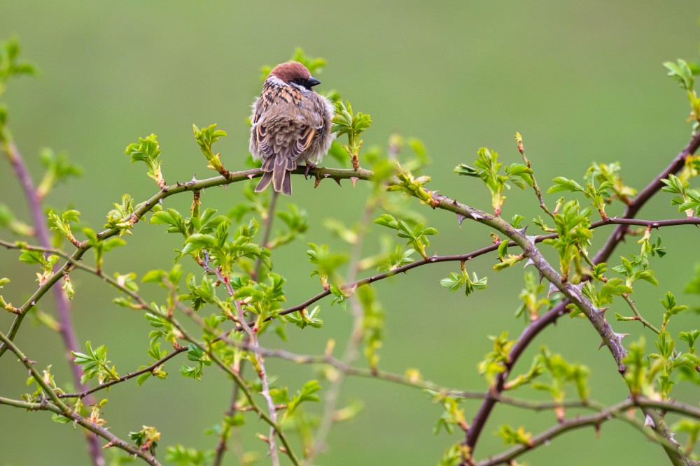 vrabec poľný, The Eurasian tree sparrow (Passer montanus