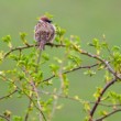 vrabec poľný, The Eurasian tree sparrow (Passer montanus