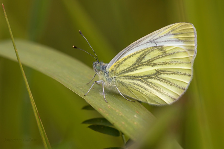 Mlynárik repkový - Pieris napi