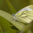 Mlynárik repkový - Pieris napi