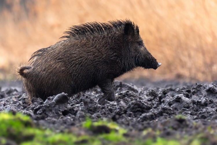 Diviak lesný, The wild boar (Sus scrofa)