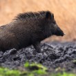 Diviak lesný, The wild boar (Sus scrofa)
