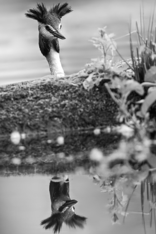 potápka chochlatá, The great crested grebe (Podiceps cristatus)