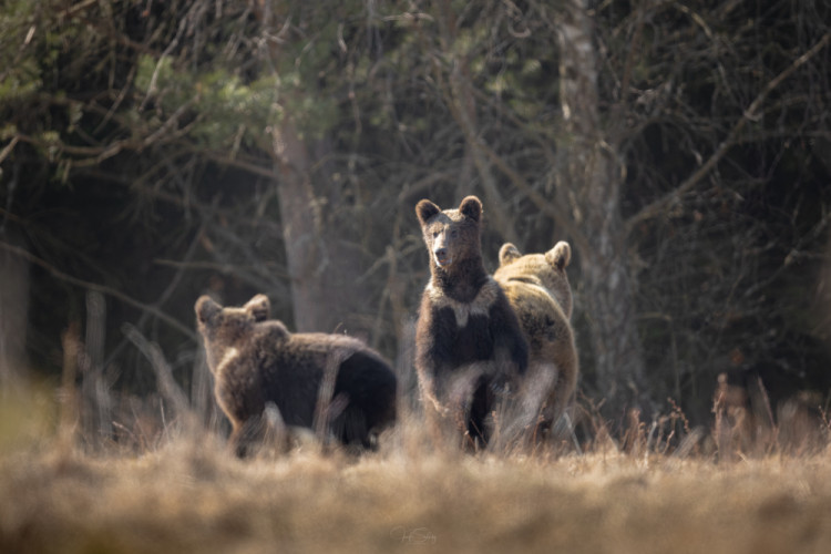 * Na hrane stretnutia *