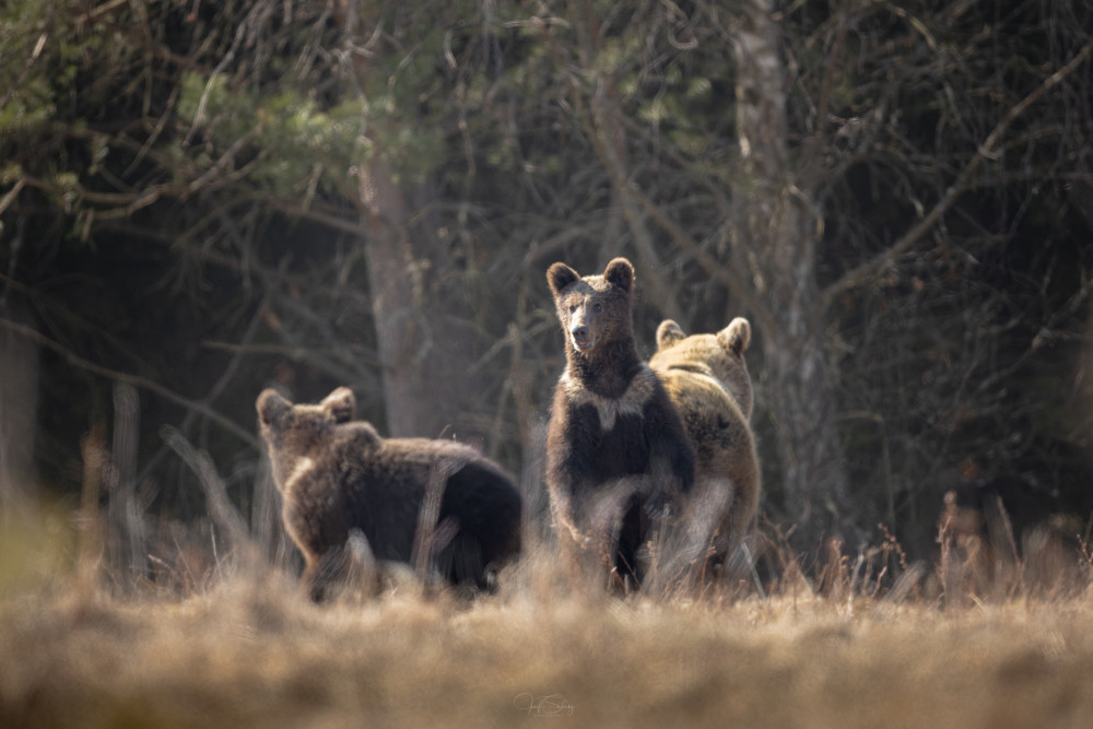 * Na hrane stretnutia *