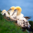 Tereje