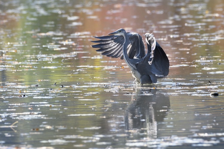 Ardea cinerea