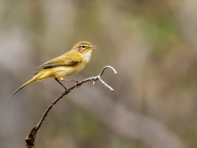 Kolibiarik čipčavý